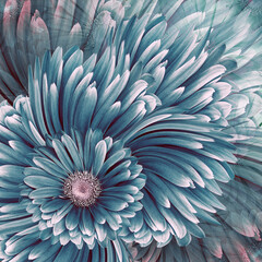 Beautiful floral background. Turquoise  gerbera flowers. Nature.