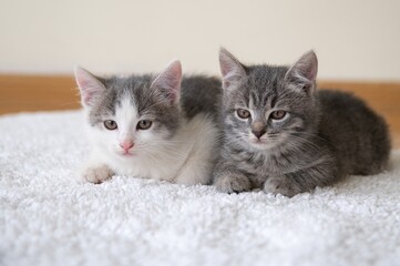 Two cute kittens sitting at home on a white mat. Cats look at the camera.  Selective sharpness.