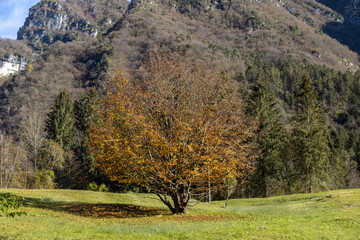 Albero in autunno
