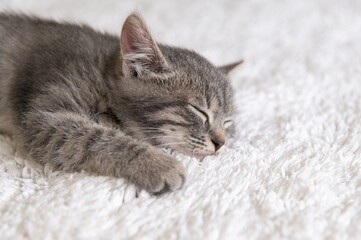 Little gray striped kitten sleeps on a white rug in a cozy house. Selective sharpness. Close-up