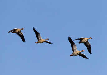 Egyptian Goose, Alopochen aegyptiacus