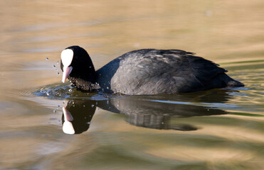 Eurasian Coot, Fulica atra