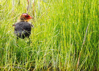Eurasian Coot, Fulica atra