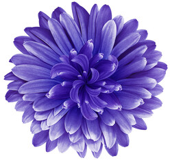 Purple  daisy flower  isolated on  a white background. No shadows with clipping path. Close-up. Nature.