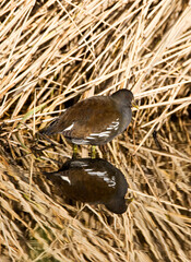 Common Moorhen, Gallinula chloropus