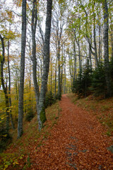 Autumn