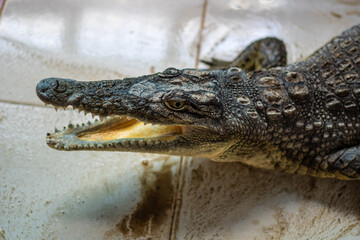 A crocodile from the Nile river in a Nubian village near Aswan city. Egypt
