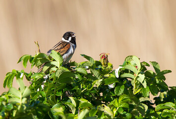 Common Reed Bunting; Emberiza schoeniclus