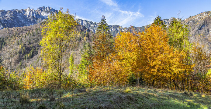 Bosco in autunno