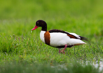 Common Shelduck; Tadorna tadorna