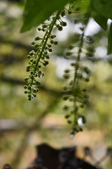 dew drops on green sheets
