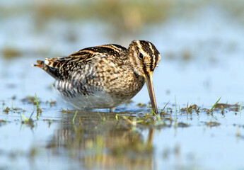 Common Snipe, Gallinago gallinago