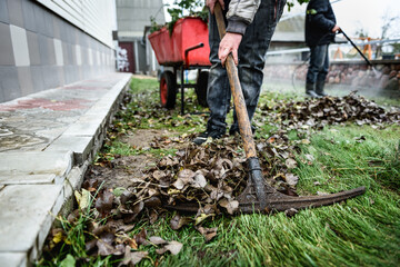 Gardener raking fall leaves in garden