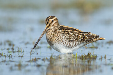 Common Snipe, Gallinago gallinago