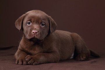 Cute labrador puppy lying on brown background