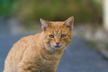 Fototapeta na wymiar ginger cat or domestic shorthair cat breed on the street