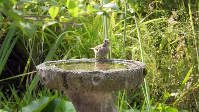 Sparrow drinks from a bird bath in garden back yard