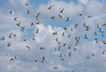 Common Tern, Sterna hirundo