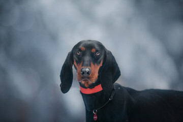 portrait of a black dog