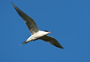 Common Tern, Sterna hirundo