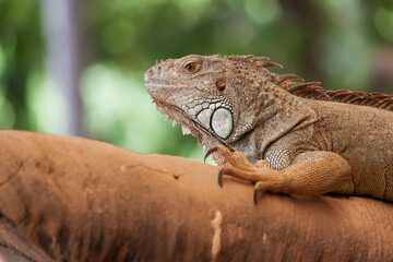 Two iguana perched on a branch By focusing on the eye behind Green leaf background