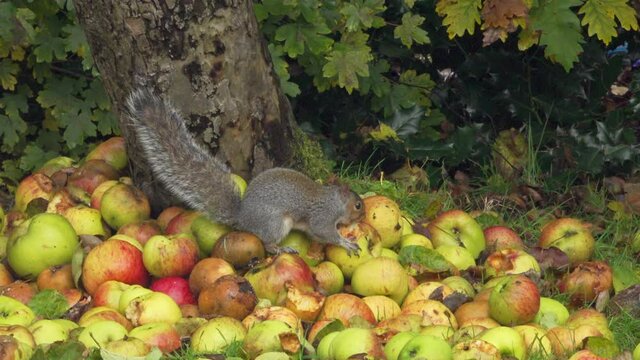 Gray squirrel eats windfall apples in a back yard in the Fall