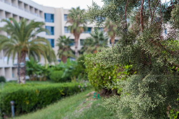 garden with palm trees