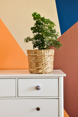 Ming aralia and geranium aralia (Polyscias fruticosa and Polyscias guilfoylei) planted on the same straw pot, on a dresser. Behind it, the wall is painted in geometric shapes.