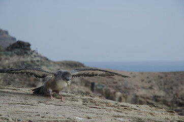 Juvenile Cory's shearwater Calonectris borealis taking flight. Medio Almud. Mogan. Gran Canaria. Canary Islands. Spain.