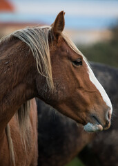 Obraz premium Side profile portrait of a horse outdoors.