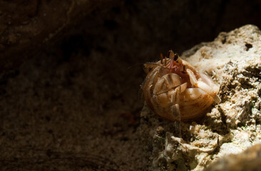 Hermit Crab in a screw shell