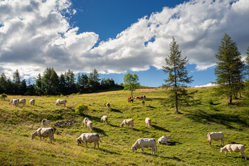 Fototapeta premium troupeau de vaches dans les montagnes