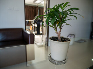 Ornamental plants in white pots