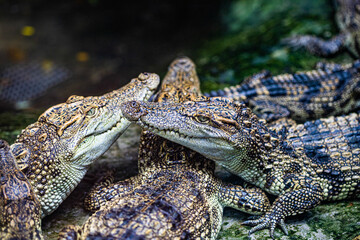 crocodile in the zoo