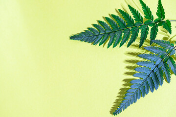 Fern leaves on a yellow background. Summer concept.