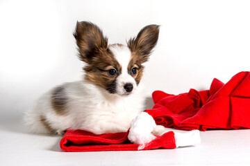 A Papillon puppy in a red scarf and Christmas hat stands on a light background