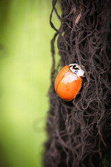 Close Up Of Ladybird With Faint Spots On A Corn Husk