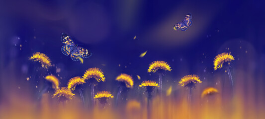 Fototapeta na wymiar Yellow bright dandelions and beautiful butterflies on a blue background. Spring summer creative background. Artistic image in backlight. Selective focus.
