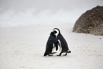 Fototapeta premium Close up view of African penguins on Boulders Beach in Cape town in the Western Cape of South Africa