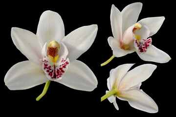 Set of white orchids on black background
