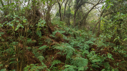 Fototapeta premium Humidity and vegetation in a tropical jungle