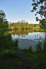 small lake surrounded by forest