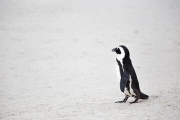 Close up view of African penguins on Boulders Beach in Cape town in the Western Cape of South Africa