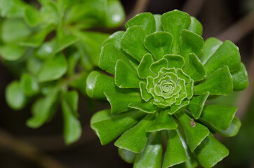 Fototapeta premium Plant Aeonium manriqueorum in Los Marteles Special Natural Reserve. Valsequillo. Gran Canaria. Canary Islands. Spain.