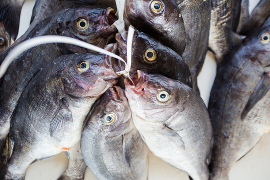 Close up image of a bunch of freshly caught fish at the fish market in Kalkbay in Cape Town in the Western Cape of South Africa
