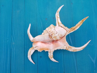 Obraz na płótnie Canvas sea shell 