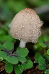 Mushroom in Los Marteles Special Natural Reserve. Valsequillo. Gran Canaria. Canary Islands. Spain.