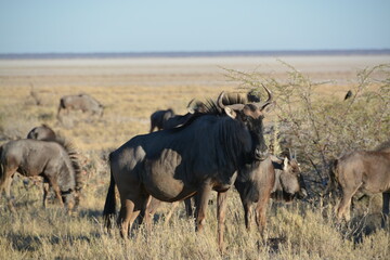 Namibia