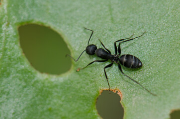 Ant Camponotus rufoglaucus feai on a leaf. Lomito de Los Bueyes. Ingenio. Gran Canaria. Canary Islands. Spain.