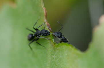 Ants Camponotus rufoglaucus feai on a leaf. Lomito de Los Bueyes. Ingenio. Gran Canaria. Canary Islands. Spain.